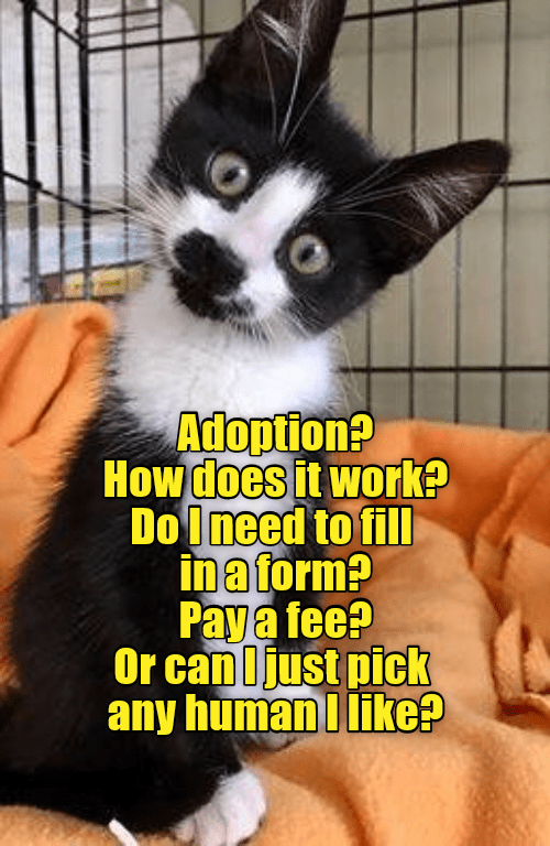 Up for adoption? - Lolcats - lol | cat memes | funny cats | funny cat ...