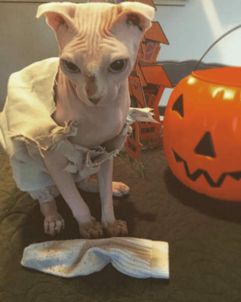 Master Has Given Dobby a Sock - I Can Has Cheezburger?
