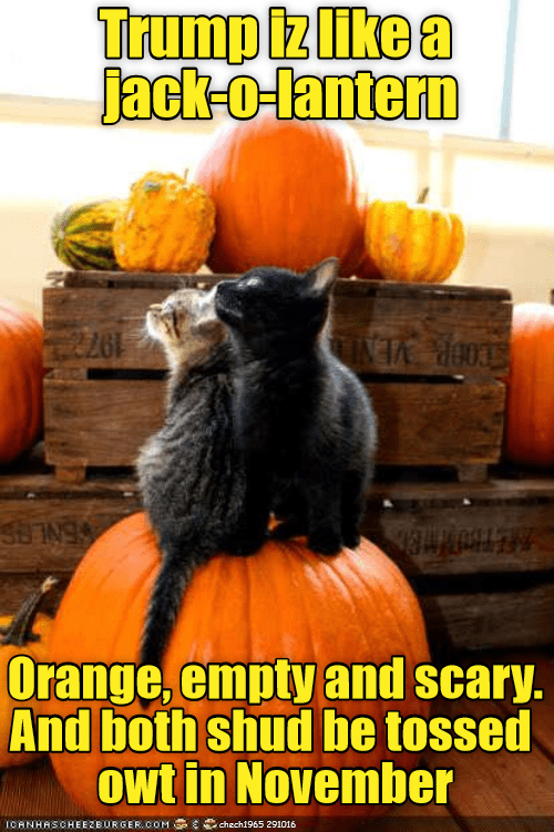 Happy HaLOLween - Lolcats - lol | cat memes | funny cats | funny cat ...