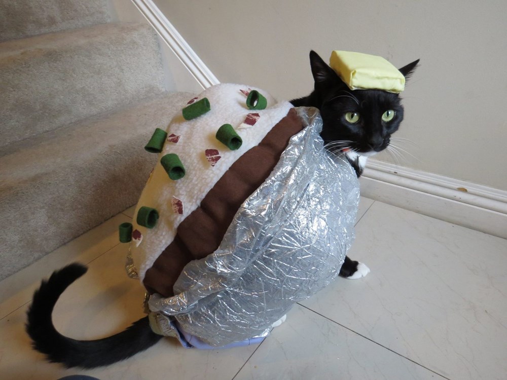 cat in potato costume