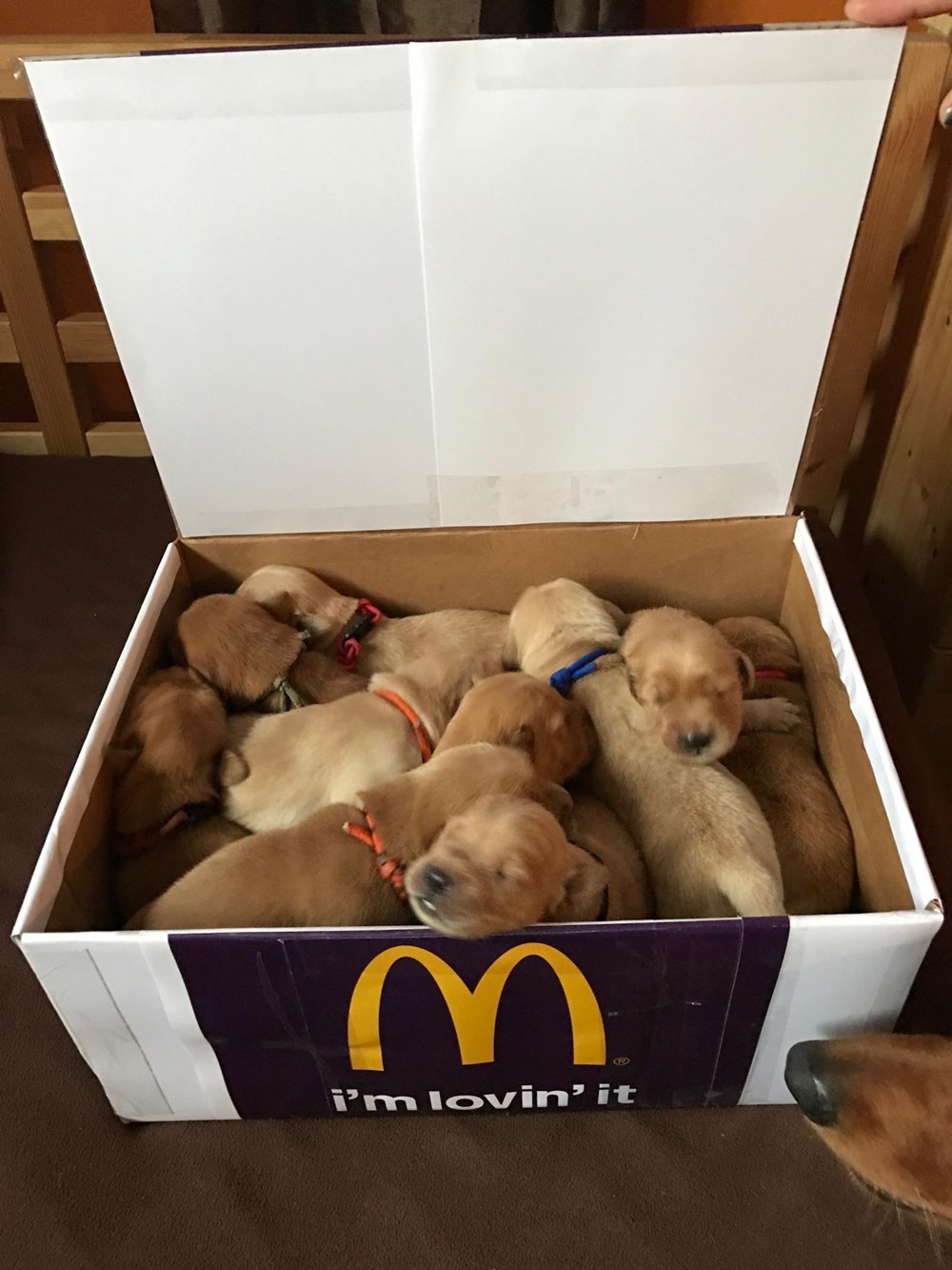 puppy piece mcnuggets