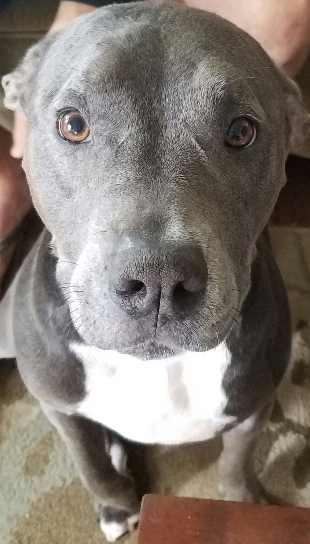 Percy, the Perfect Pitbull - Doggos N' Puppers - rare puppers - pure