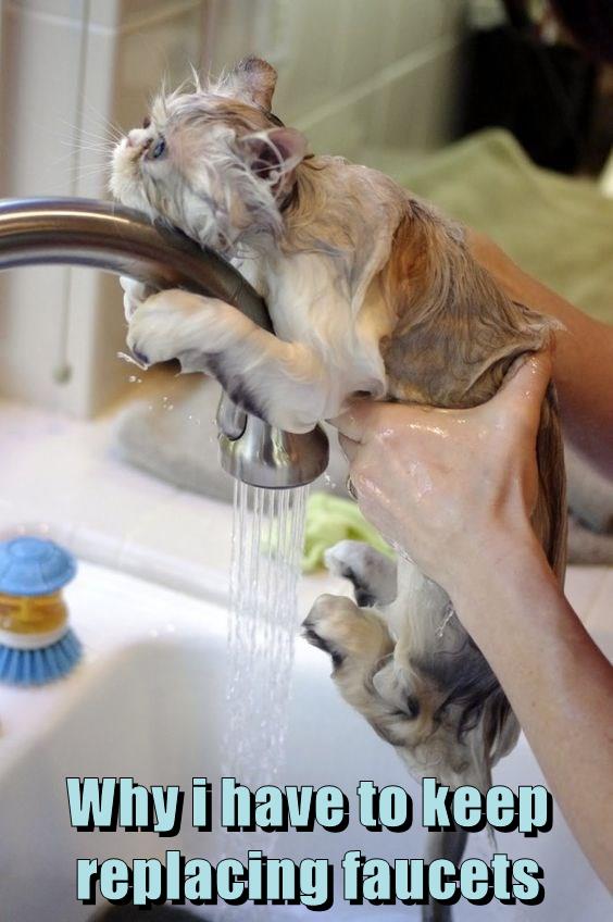 Why i have to keep replacing faucets - Lolcats - lol | cat memes ...