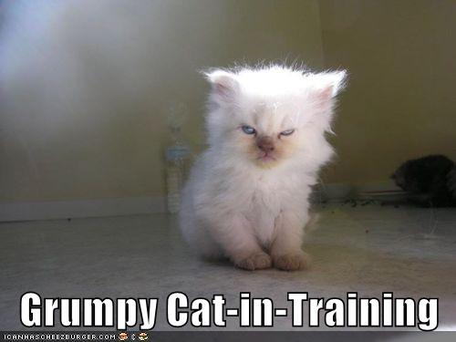 grumpy cat school meme