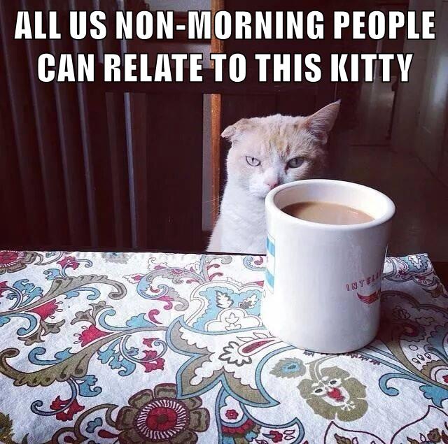 Coffee or death - Lolcats - lol | cat memes | funny cats | funny cat ...
