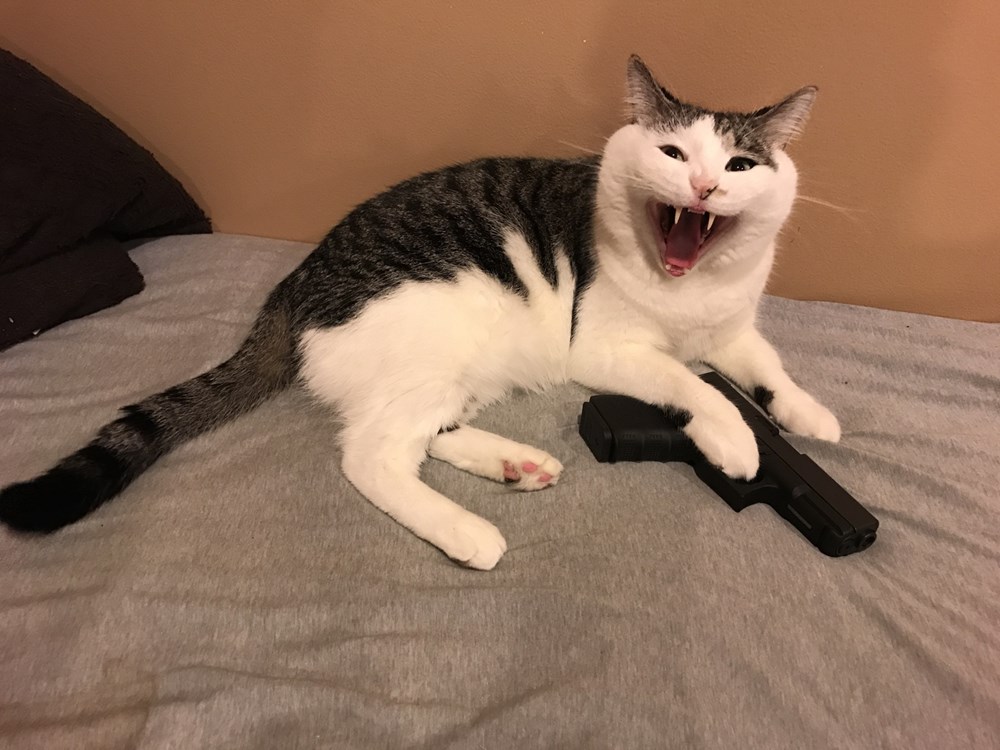 How To Talk To Your Cats About Gun Safety