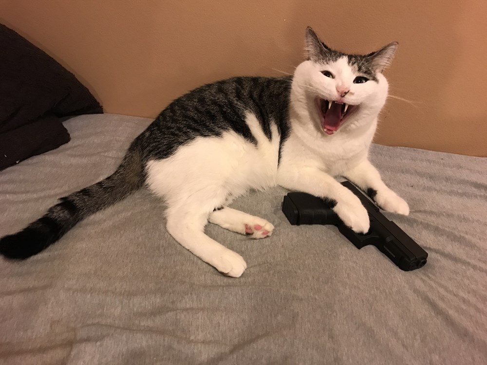 FirearmFriendly how to talk to your cat about gun safety Memes
