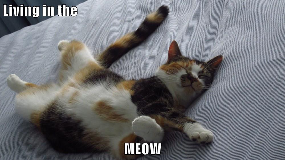 Living in the MEOW - Lolcats - lol | cat memes | funny cats | funny cat ...