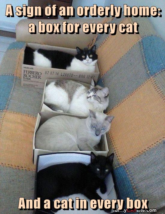 A sign of an orderly home: a box for every cat And a cat in every box ...