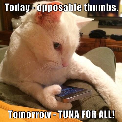 He who controls the remote, wins Lolcats lol cat memes funny