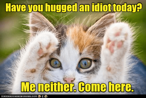 Need a hug? - Lolcats - lol | cat memes | funny cats | funny cat ...