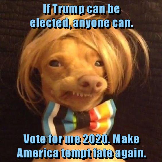 If Trump can be elected, anyone can. Vote for me 2020 ...