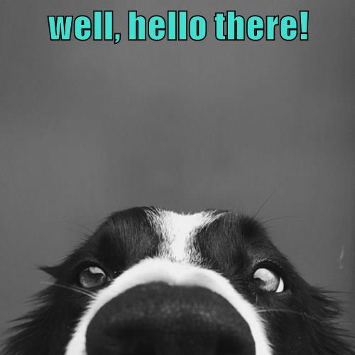 well, hello there! - I Has A Hotdog - Dog Pictures - Funny pictures of