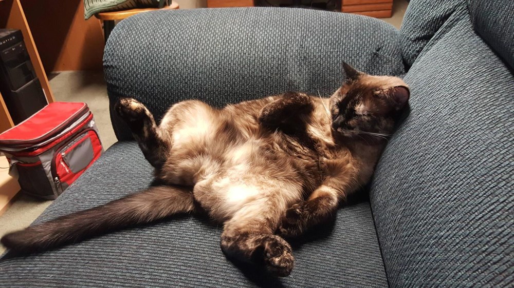 Maximum Relaxation I Can Has Cheezburger?