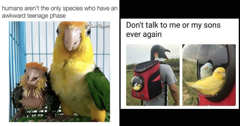 17 Bird Memes To Beak Your Interest Memebase Funny Memes