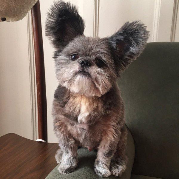 dog that looks like koala bear