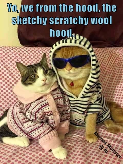 Da hood is sketchy and scratchy - Lolcats - lol | cat memes | funny