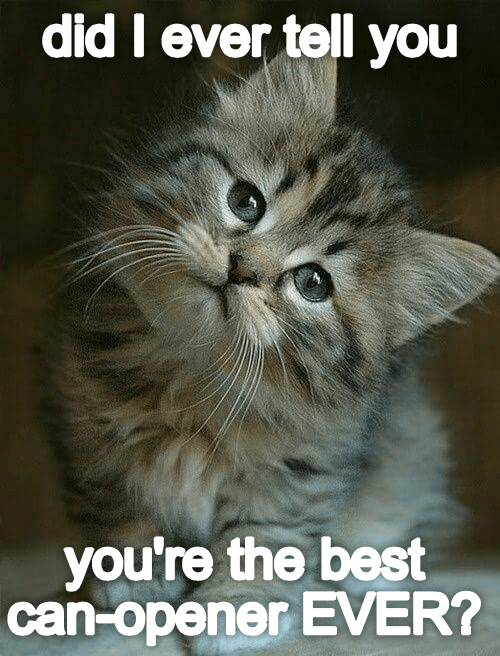 feline flattery expert - Lolcats - lol, cat memes