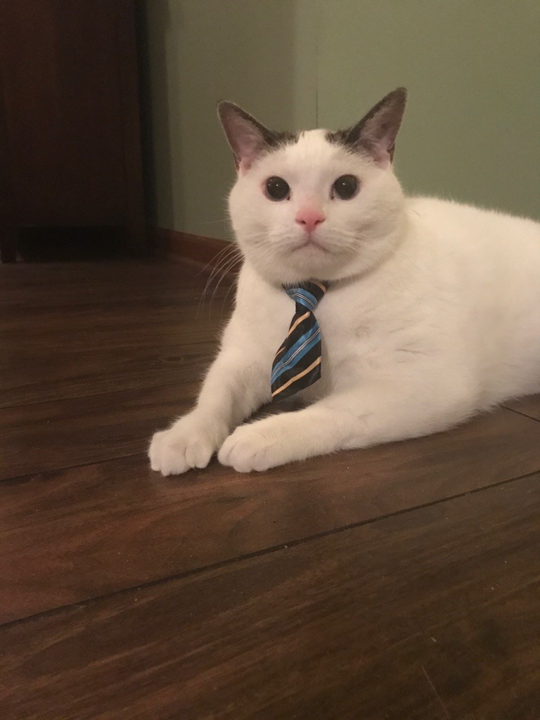 Business Cat Is Not Pleased With You Right Meow - I Can Has Cheezburger ...