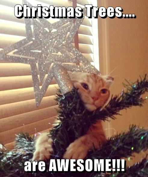 Lolcats Christmas Tree Lol At Funny Cat Memes Funny