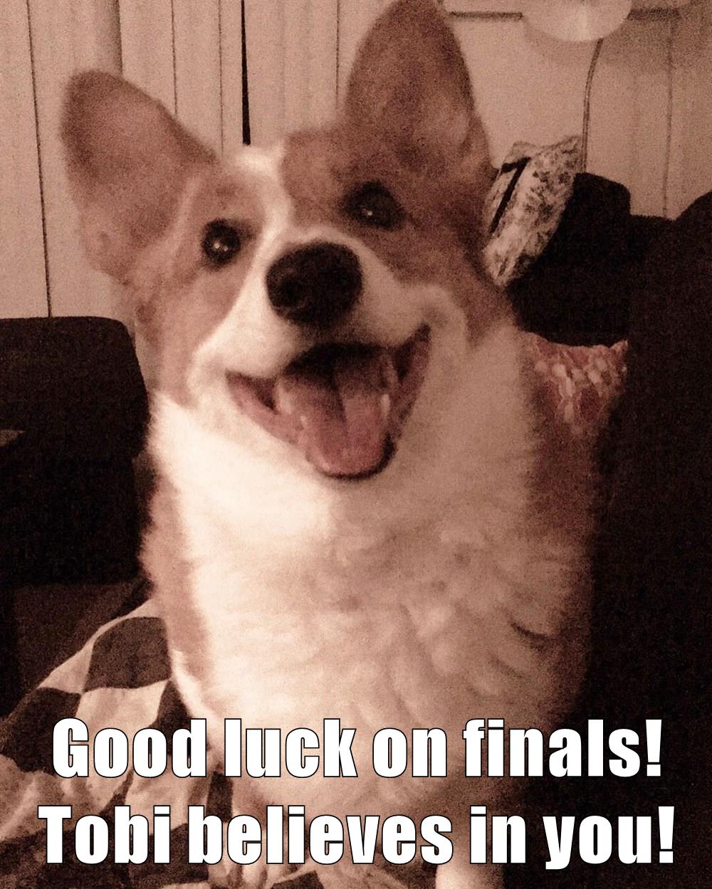 Good luck on finals! Tobi believes in you! - I Has A Hotdog - Dog Pictures  - Funny pictures of dogs - Dog Memes - Puppy pictures - doge