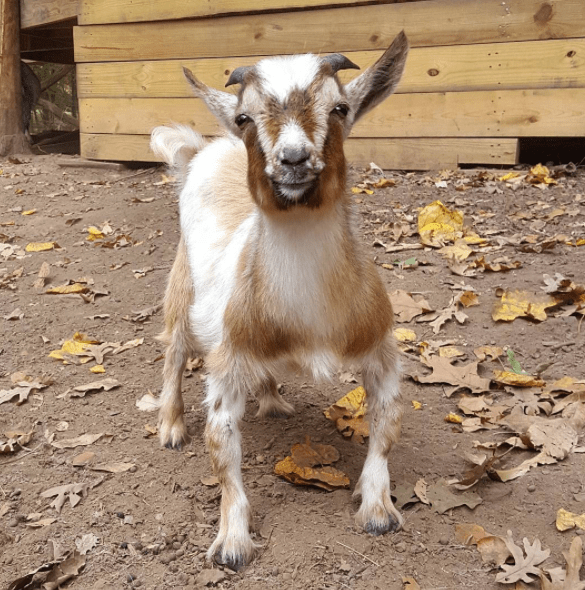 The Goats of Anarchy Instagram Feed Might Be the Most Adorable Thing ...