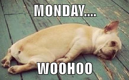 MONDAY.... WOOHOO - I Has A Hotdog - Dog Pictures - Funny pictures of ...