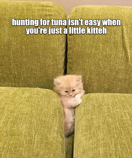 Catch anything? Lolcats lol cat memes funny cats funny cat