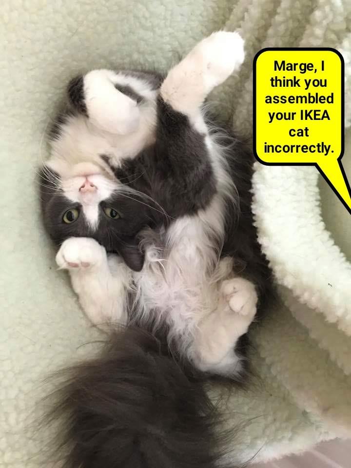 Lolcats ikea LOL at Funny Cat Memes Funny cat pictures with words