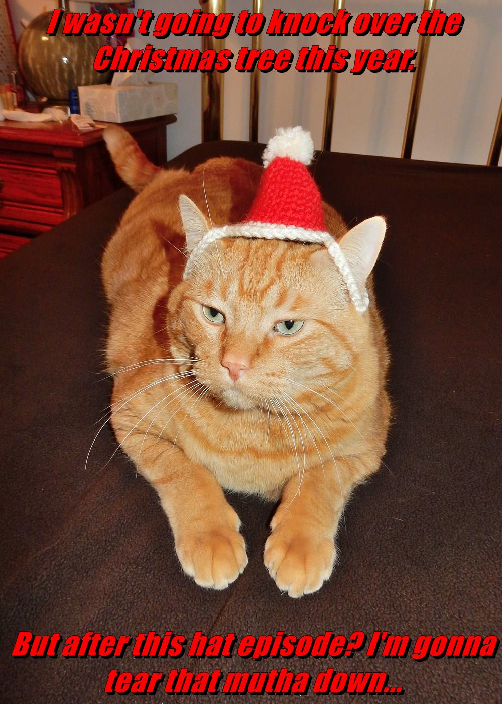 I wasn't going to knock over the Christmas tree...... but.... this year