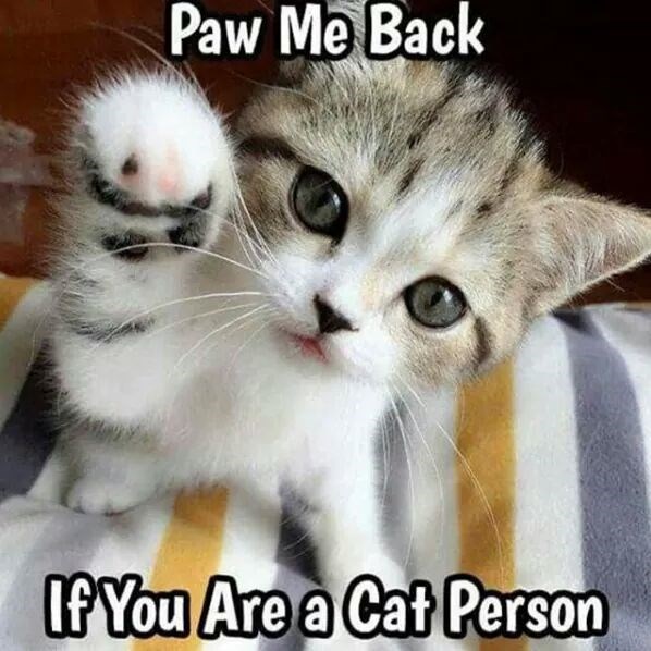 Paw me Back If you are a cat person - Lolcats - lol | cat memes | funny ...