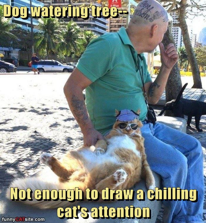 Dog watering tree Not enough to draw a chilling cat's attention