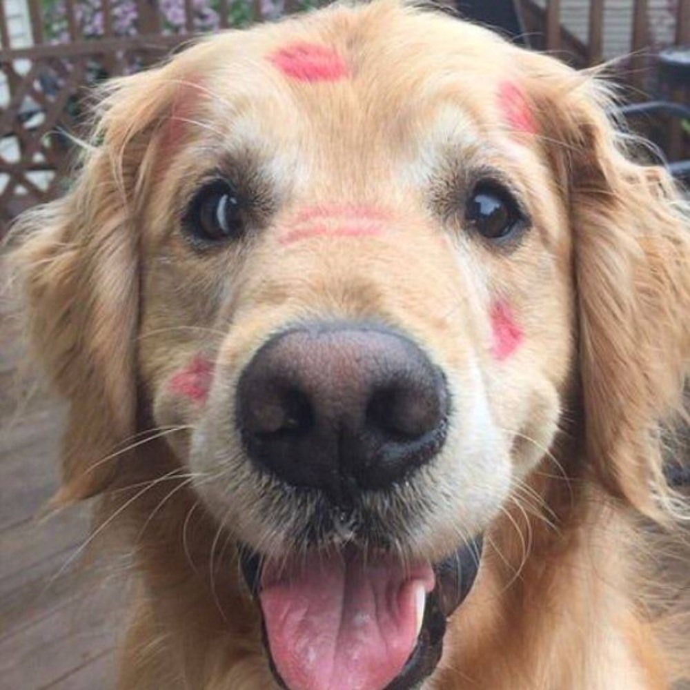 The Only Marks You Should Ever Leave on a Dog - I Can Has Cheezburger?