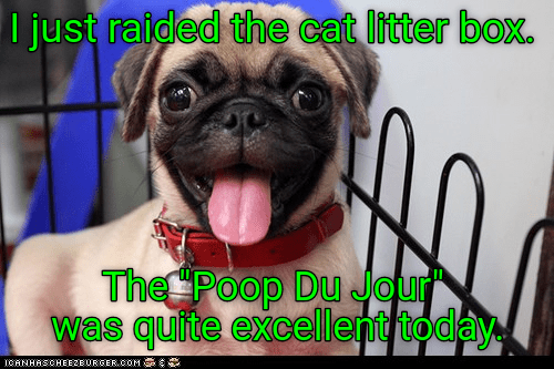 fyp #viral #🤨 #therock #pou #cat #dog #meme