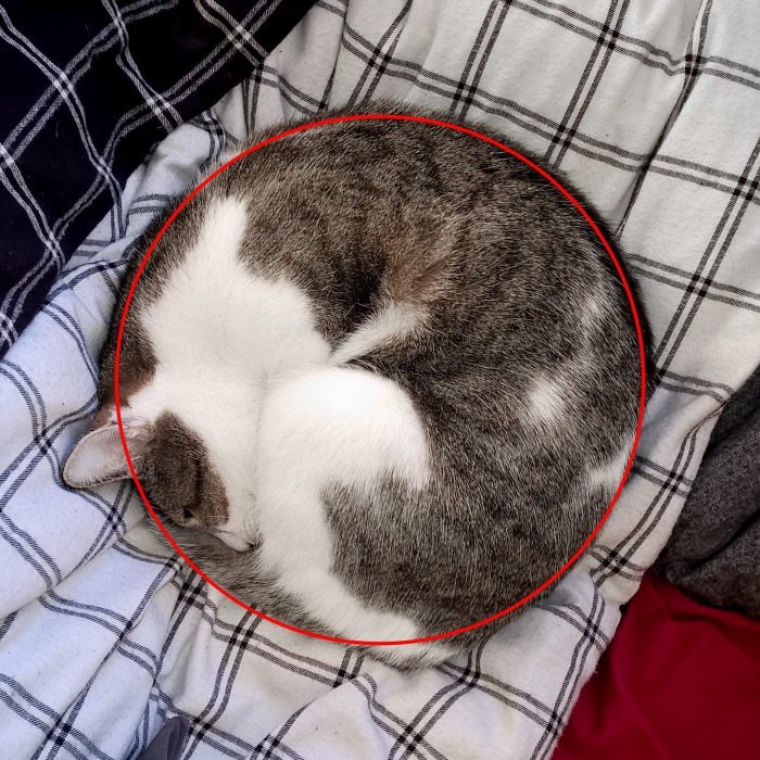 Cat roll outlet