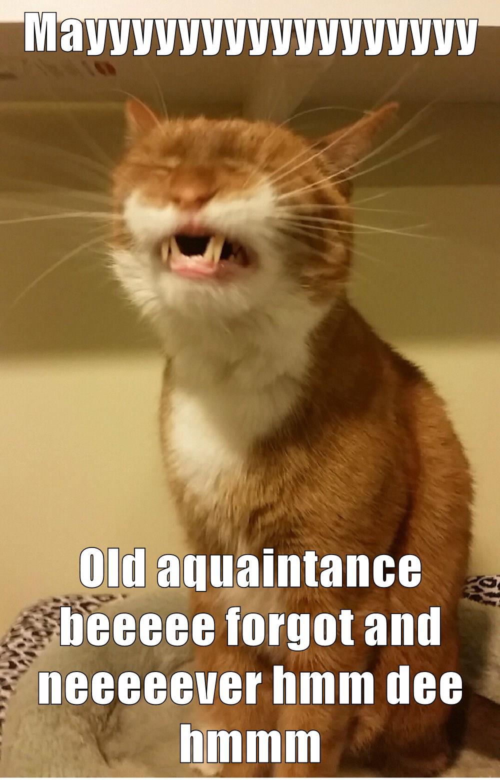 Ringing In The New Year - Lolcats - lol | cat memes ...