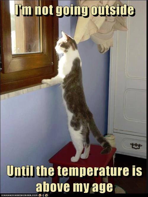 Baby, it's cold outside - Lolcats - lol | cat memes ...