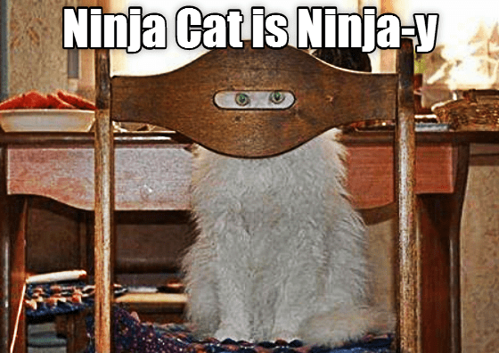 Ninja cat - Lolcats - lol | cat memes | funny cats | funny cat pictures ...