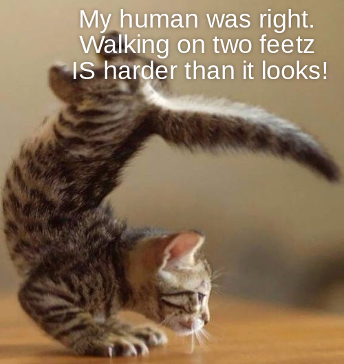 Lolcats feet LOL at Funny Cat Memes Funny cat pictures with words