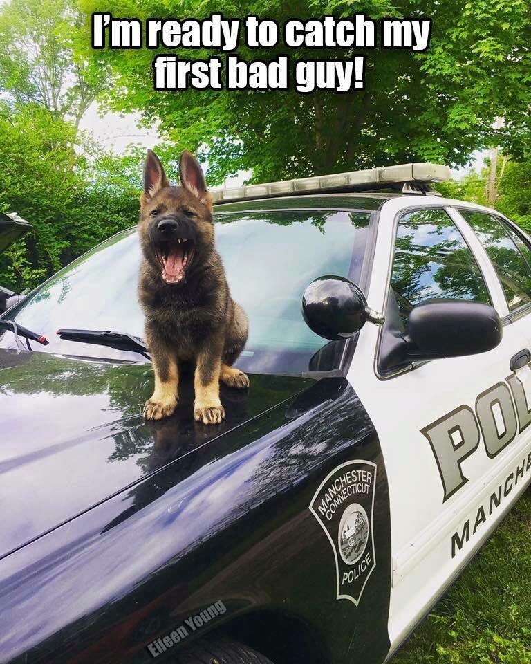 Funny police dog outlet videos