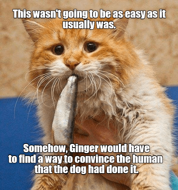 Ginger Cat Appreciation (Memes, Snaps, And Pics) - I Can Has Cheezburger?