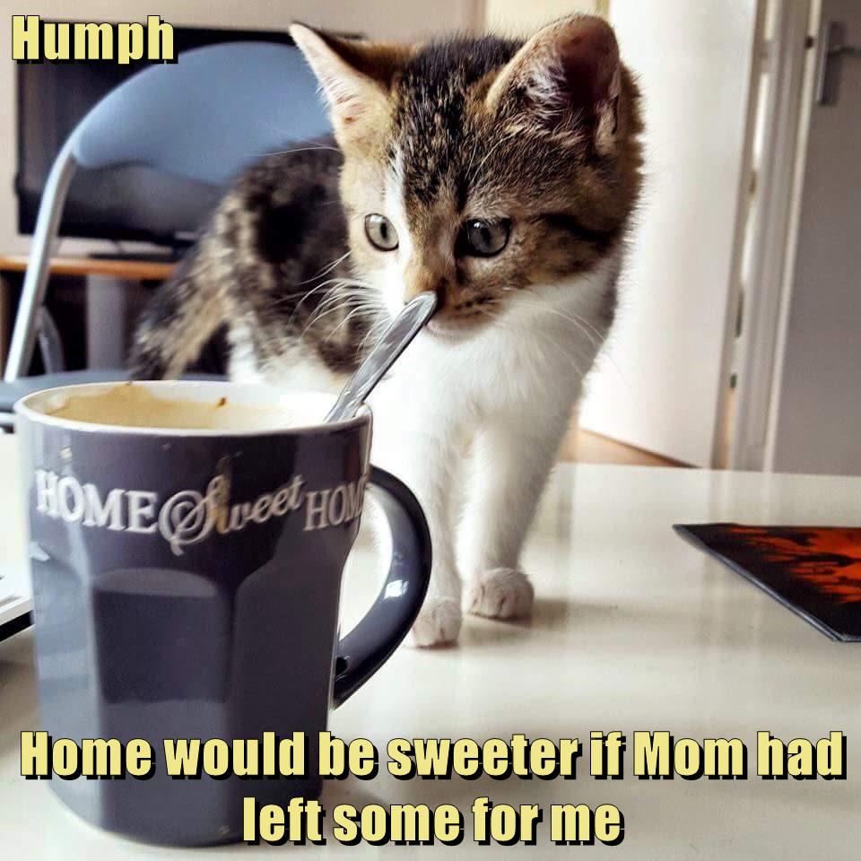 Humph Home would be sweeter if Mom had left some for me - Lolcats - lol ...