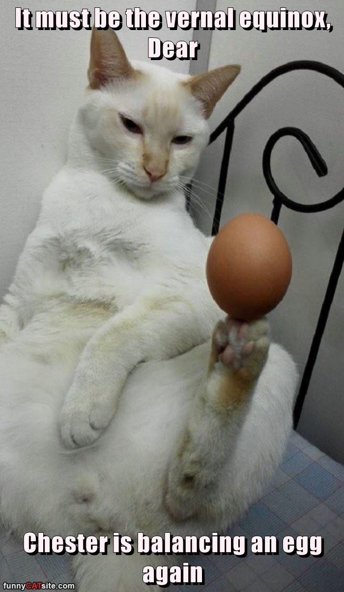 It must be the vernal equinox, Dear Chester is balancing an egg again