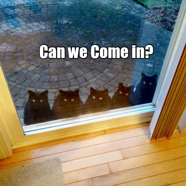 Just open the door, we haz cookies - Lolcats - lol | cat memes | funny ...