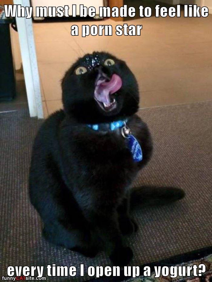 Funny Cat Porn - Why must I be made to feel like a porn star every time I open up a yogurt?  - Lolcats - lol | cat memes | funny cats | funny cat pictures