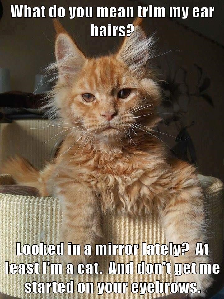 Grooming Tips from Gramps Lolcats lol cat memes funny cats