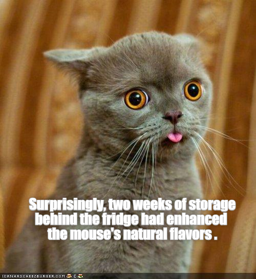 Lolcats fridge LOL at Funny Cat Memes Funny cat pictures with