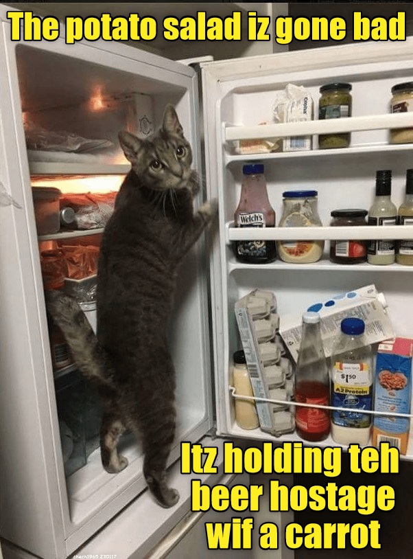 Charge him with possession of a carrot Lolcats lol cat memes