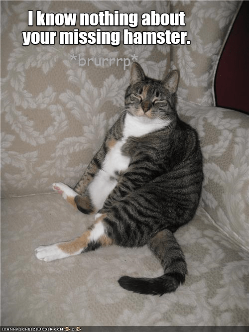 Why do you suspect me? - Lolcats - lol | cat memes | funny cats | funny ...