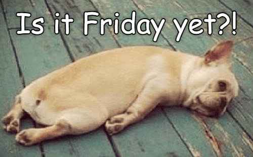 Friday Yet I Has A Hotdog Dog Pictures Funny Friday Yet I Has A Hotdog Dog Pictures Funny